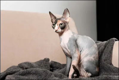 Ce n'est pas le plus mignon, mais ce chat originaire du Canada a la particularité de ne pas avoir de poils. Quel est son nom ?