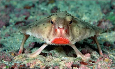 Ce poisson a mis du rouge à lèvres ! En effet, sa caractéristique première ce sont ses lèvres rouges, ainsi que sa tête triangulaire unique. On le trouve aux îles Galápagos. C'est le poisson...