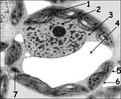 Cette image a été capturée par...