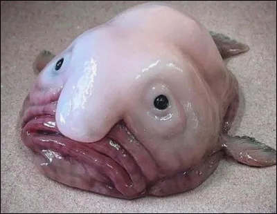 Ce poisson, souvent qualifié comme l'animal le plus moche au monde, n'est pas si moche que ça. En effet, il prend cette apparence lorsqu'on le sort de l'eau, mais a une apparence normale dans l'eau. Il vit notamment dans l'océan Pacifique, dans les abysses. Il est constitué de cette masse gélatineuse afin de résister à la pression. Quel est son nom ?
