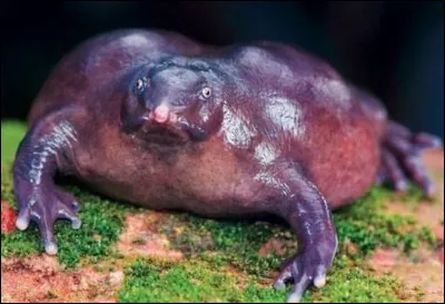 Voici un amphibien violet qui a la particularité d'avoir ce museau pointu. On l'appelle couramment "grenouille violette". L'espèce est discrète et passe la plupart du temps sous terre. Elle est plutôt rare car endémique à une région particulière. De quel pays est-elle endémique ?