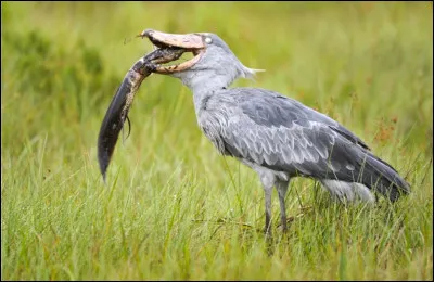 Cet oiseau échassier effrayant a la particularité d'avoir un grand bec, un peu comme le pélican. Plutôt solitaire et agressif, il est aussi carnivore. Il lui arrive de manger des reptiles (tortues, varans) mais il est essentiellement piscivore. C'est le bec-en-sabot...