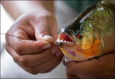 Ces horribles poissons carnivores plutôt connus attaquent dès qu'ils sentent du sang dans l'eau. Ils sont surtout présents en Amazonie. Quel est le nom de ce poisson ?