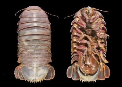 Voici une photo sous différents angles de ce qui semble être un cloporte géant, mais qui n'en est pas un ! Il vit dans l'eau, dans les abysses et est en effet plutôt grand (50 cm). Quel est son nom ?