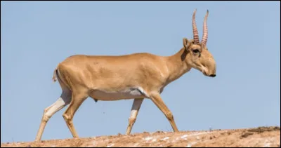 Menacé de disparition, cet animal ne vit plus que dans les plaines d'Asie centrale. Cette antilope a la particularité d'avoir une courte trompe. Quel est son nom ?