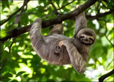 Cet animal, que l'on pourrait qualifier de "rigolo" avec sa tête amusante et son attitude qui lui donne son nom, le paresseux, possède également des longues griffes. Il se suspend sur les arbres en...
