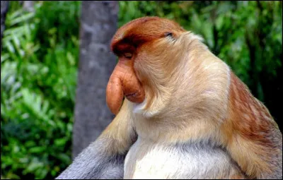 Ce singe arboricole étrange, au grand nez, lui aussi classé en danger, vit en Indonésie et en Malaisie. Il est l'un des seuls mammifères à se déplacer debout. Quel est son nom ?