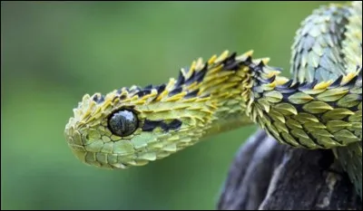 Ce magnifique serpent a une allure de dragon miniature, avec ses écailles et ses couleurs. Il ne lui manque plus que des ailes ! Ce serpent est un genre de vipère venimeuse vivant dans les régions tropicales d'Afrique subsaharienne. Quel est son nom ?