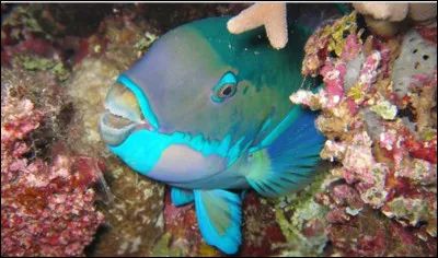 Plutôt grand, ce poisson aux couleurs vives mesure environ 40 centimètres. Il aime les coraux, c'est pourquoi il possède un bec destiné à les gratter pour se nourrir. Il vit dans les eaux tropicales. C'est le poisson...