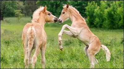 Quel caractère préfères-tu ? N°2 
