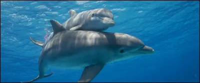 Quel est ton animal préféré ? (Suite)