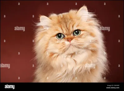 Quelle est cette race de chat ?