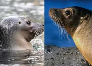 Quiz Phoque ou otarie ?