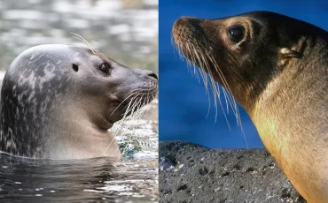 Quiz Animaux