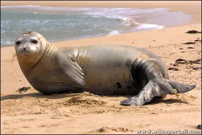 Et là, est-ce un phoque ou une otarie ?