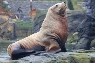 Et cet imposant mammifère, c'est un phoque ou une otarie ?