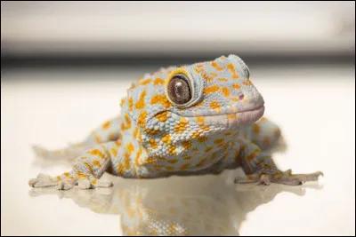 Le gecko tokay pèse seulement 50 grammes !