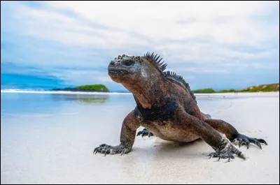 L'iguane marin peut vivre jusqu'à 30 ans.