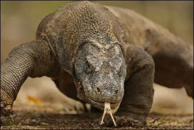 Le dragon de Komodo est le plus grand lézard du monde !