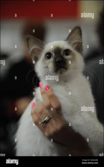 Penses-tu avoir répondu honnêtement ?