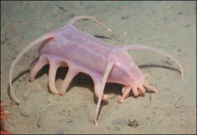 Les scotoplanes, sortes de concombres de mer, ont un corps rose translucide. Dans les abysses, ils ont déjà été observés à plus de 9000 mètres de profondeur. Les abysses sont décidément pleins de surprise ! Quel est l'autre nom de ces scotoplanes ?
