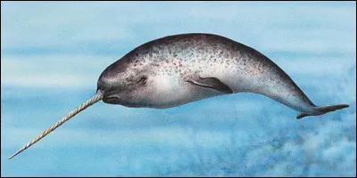 Ce cétacé, mammifère marin, a la grande particularité de posséder une corne, comme une licorne, lui donnant un air presque irréel. Très grand, il peut mesurer jusqu'à cinq mètres. Animal du grand Nord, il vit dans les régions polaires de l'océan Arctique principalement. Quel est son nom ?