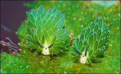 Voici un adorable petit animal. Mais qu'es-ce que c'est ? Un mouton, une feuille, un poisson ? C'est en fait un mollusque marin, une limace de mer herbivore portant le nom de "costasiella kuroshimae". Parmi ces pays, lequel n'est pas son habitat ?