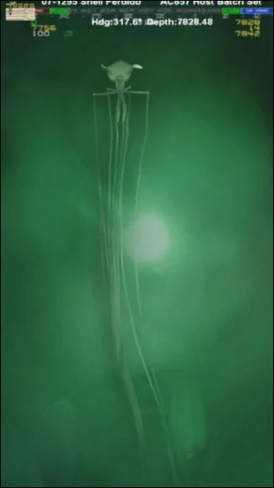 Cette image provient d'une caméra robot qui a photographié ce spécimen dans les abysses. Probablement un des animaux les plus effrayants au monde, il est incroyablement long et peut atteindre 8 mètres. Rarement observé, il a été vu jusqu'à 6 kilomètres de profondeur comme ici en 2007 au large du Mexique. C'est un calmar géant, mais quel est son vrai nom ?