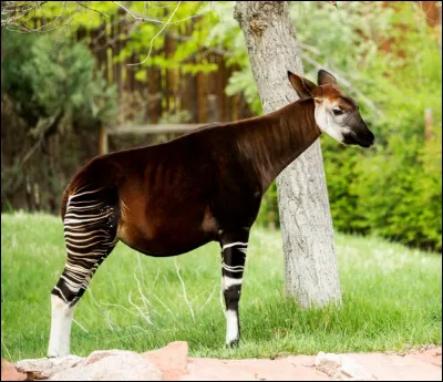 Voici un okapi, animal africain présent uniquement en République démocratique du Congo. Grand animal, il peut dépasser deux mètres. Avec sa couleur bizarre et ses rayures, il ferait penser à un zèbre. Avec son cou et sa posture, il ferait penser à une girafe. Alors, de qui est-il le plus proche ?