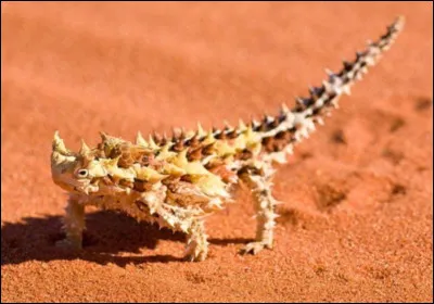 Ce reptile aux belles écailles qui semble aimer se dorer au soleil passe la plupart du temps dans des zones désertiques. Il consomme presque exclusivement des fourmis. Il est endémique des régions chaudes d'Australie. Quel est son nom ?