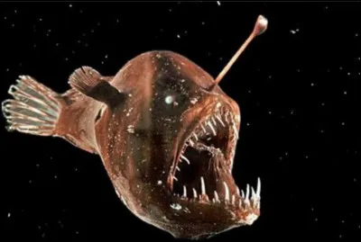Ce poisson connu pour ses dents énormes et sa petite lanterne dorsale bioluminescente est un poisson abyssal. Son nom scientifique est melanocetus. Terreur des abysses, il peut avaler des animaux jusqu'à deux fois sa taille. Quel est son nom ?