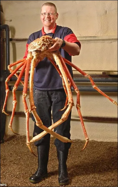 Aussi grand qu'un homme, le crabe-araignée géant peut faire penser en effet à une araignée. Il est comestible et il est mangé par les pêcheurs locaux. Il a une grande longévité et peut vivre jusqu'à 100 ans ! Dans quel pays est-il consommé principalement ?