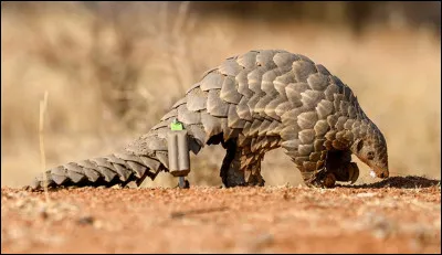 Le pauvre a été tenu responsable de la Covid-19 à cause de sa consommation en Chine. Ses célèbres écailles sont parfois revendues pour leurs propriétés "médicinales". Quel est son nom ?