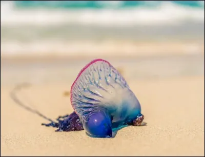 Attention, cet animal en apparence inoffensif peut s'avèrer dangereux. La "physalie" possède une sorte de flotteur, gonflé comme un ballon ainsi que de longues tentacules bleues. Le contact avec l'humain peut être mortel à cause du venin. Certains échouages massifs ont causé des piqûres douloureuses. Son nom est aussi "la galère...