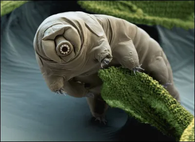 Il a une apparence bizarre et une taille microscopique (entre 0,1 et 1,5 mm). Extrêmement résistant, il vit dans des environnements extrêmes avec des températures allant de -270 à 150°C. Il est capable de résister au vide spatial, aux radiations, à la déshydratation, à une haute pression ou encore aux produits toxiques. Quel est le nom de ce très petit être vivant ?