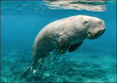 Proche des lamantins, ces mammifères marins sont connus pour brouter le fond des océans ! Ils vivent principalement dans les océans Indien et Pacifique. Leur surnom est...