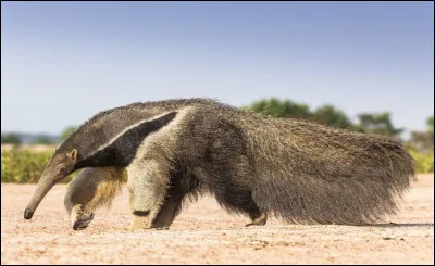 Comme son nom l'indique, le fourmilier géant est un mangeur de fourmis. Son habitat est l'Amérique du Sud et centrale. Il est caractérisé par son long museau et sa queue touffue. Son odorat, extrêmement bien développé, dépasse 40 fois celui des humains. Quel est l'autre nom du fourmilier géant ?
