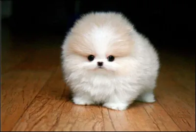 Spitz nain, poméranien ou loulou de Poméranie, ce sont les différents noms que l'on donne à ce chien de petite taille, qui répond parfaitement à la définition de "boule de poils" ! Son nom vous donne suffisamment d'indices pour trouver son origine.