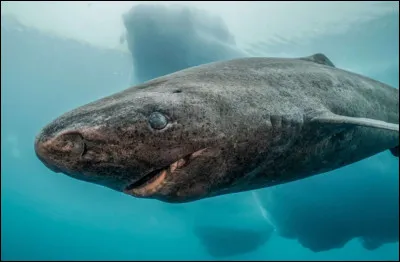 Dans les eaux arctiques, le requin du Groenland est l'un des plus gros poissons au monde et peut atteindre 7 mètres. Il aime s'attaquer à des gros animaux, comme des phoques ou des bélugas. Il est caractérisé par son espérance de vie extrêmement longue. En effet, certains sont là depuis les années 1600. Quel est leur âge moyen ?
