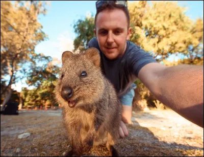 Souvent considéré comme un des animaux les plus heureux au monde, c'est un marsupial endémique d'Australie. Sociable, il n'hésite pas à approcher les touristes. Il est menacé à cause de son attitude curieuse qui le rend vulnérable face aux prédateurs. Quel est le nom de cet animal ?