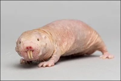 Rongeur aux longues dents d'Afrique de l'Est, il a une apparence repoussante, mais possède des caractéristiques incroyables. Par exemple, il peut vivre jusqu'à 30 ans (bien pour un rongeur) ou survivre 18 minutes sans oxygène. Quel est son nom ?