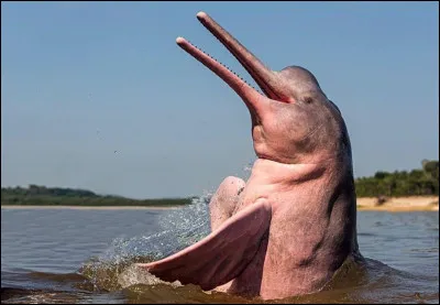 Ce dauphin rose, moins beau que ceux de l'océan, a la particularité de vivre dans un fleuve. Il est également remarquable pour son long museau faisant penser à un crocodile. Quel est son autre nom ?