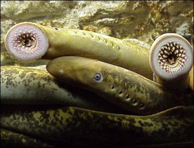 Un tuyau d'arrosage avec des dents ? Non, cette chose porte le nom de "lamproie". Elle ne possède pas de mâchoire. Son corps allongé sans nageoire peut faire penser à une anguille. Selon vous, peut-on consommer cet animal ?