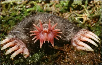 Cet animal appartient à la famille des taupes et possède les mêmes caractéristiques, sauf son étrange museau en forme d'étoile, qui lui donne son nom, le "condylure étoilé". Il vit en...