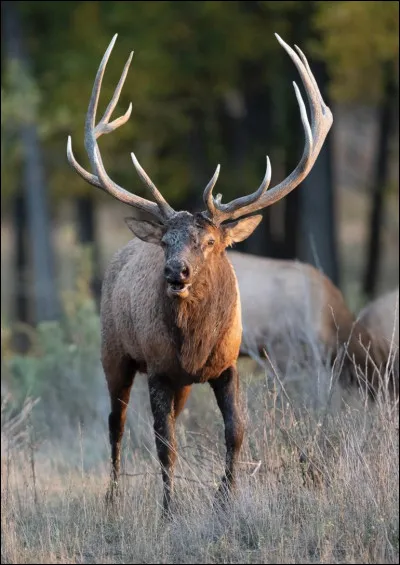 Quel est le nom de cet animal ?