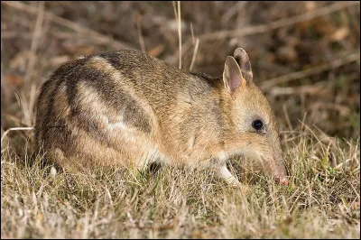 Que fit Thésée sur le chemin de Céphise ?