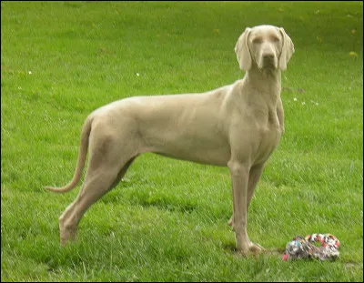 Qui a peint le plafond de la salle étrusque du musée du Louvre ?