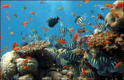 Pour passer dune substance mortelle à un animal aquatique, il suffit dune lettre ! Laquelle ?