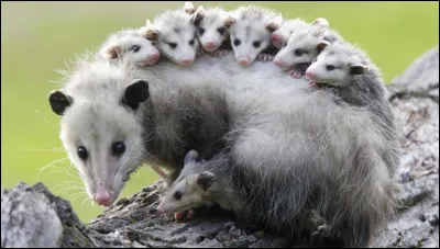 Marsupial d'Amérique, il est connu pour porter ses petits sur son dos. Il est réparti sur toute l'Amérique, du Canada à l'Argentine. Il peut sembler repoussant avec ses griffes mais il est inoffensif. Quel est son nom ?