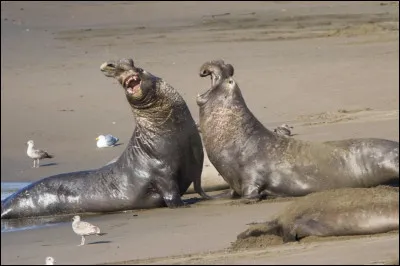 Il est le plus grand de la famille des phoques. Il possède un étrange nez en forme de trompe. Il peut plonger à plus de 2000 mètres de profondeur ! Il est possible qu'il soit plus lourd que votre voiture, jusqu'à 2 tonnes ! Cet animal est agressif mais lent, il n'est donc pas dangereux si on ne s'approche pas. Vous devriez trouver son nom.